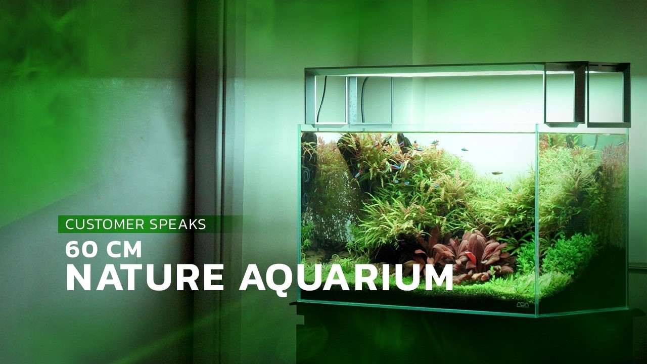 60 CM Nature Aquarium | Customer Speaks | Nature Cube - YouTube