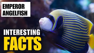 What Are the Most Interesting Facts About Emperor Angelfish ? |Interesting Facts | The Beast World