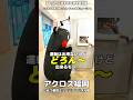 【ショート動画】(どろん~)くまモンと学ぶ山の中の海軍の町 にしき ひみつ基地ミュージアムⅢ #くまモン