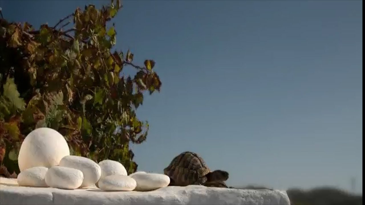 Retro BoVO - "Menorca Pulsar" (2015)