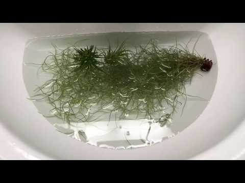 Como cuidar de Tillandsias Indoor