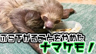 ぶら下がることすら怠けたナマケモノ【ピースくん】
