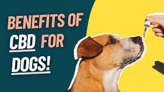 Benefits of CBD for Dogs by Lisa Gallegos - Dog Training 574 views 8 months ago 10 minutes, 19 seconds