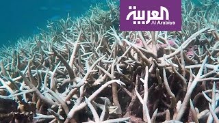 خبراء يقدرون قيمة الحاجز المرجاني في استراليا بعشرات المليارات