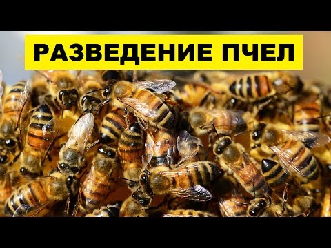 Разведение пчел для начинающих как бизнес идея