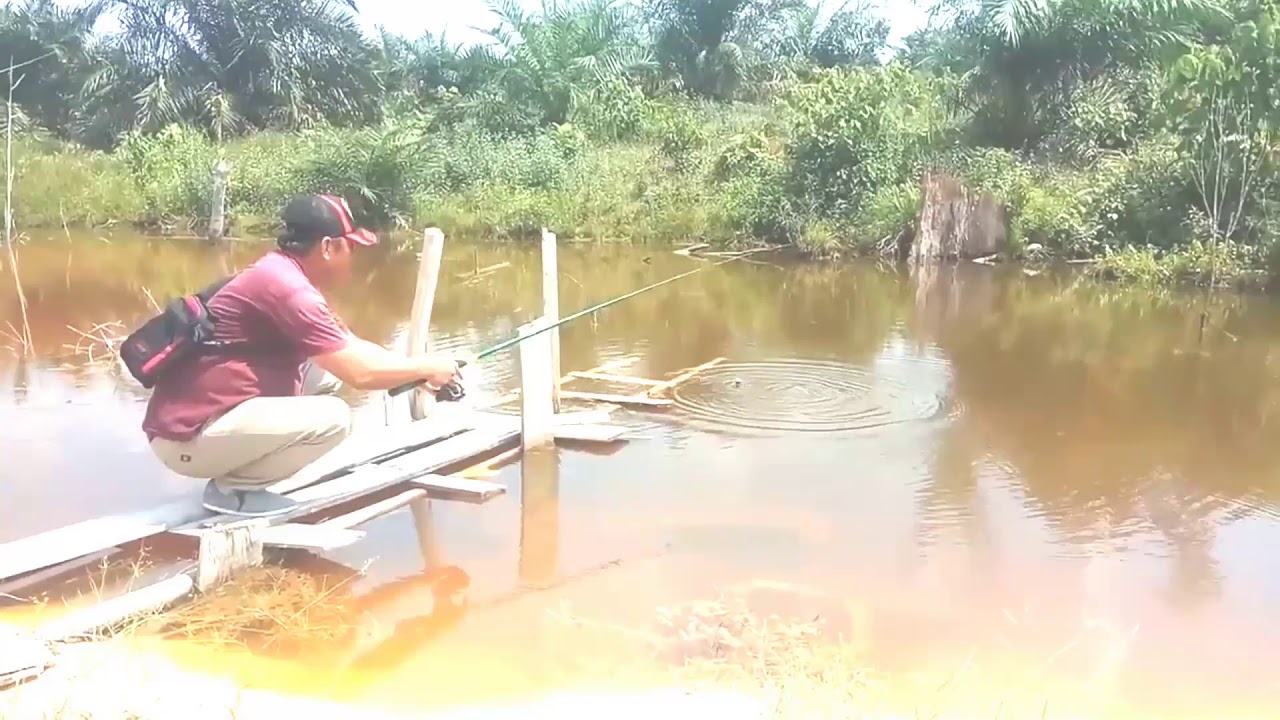 VLOG MANCING IKAN NILA