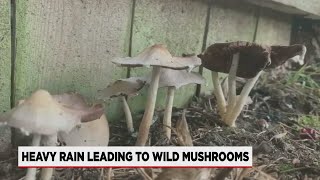 Recent rain leading to increase of wild mushrooms