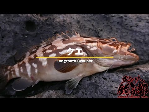呼子 波戸岬】ダメダメな装備でクエは釣れる？？？#dancer釣り部
