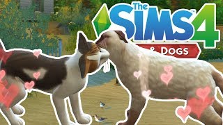 Love Is In The Air! | The Sims 4 YouTuber Pets | Episode 5