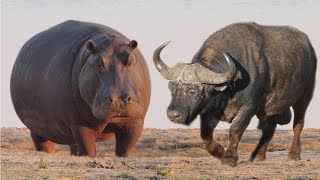 Kuda Nil vs Kerbau Afrika | Mari Kita Bandingkan!