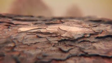 High detail tree bark model made with 123D Catch