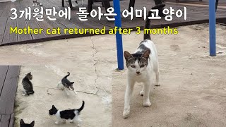 Mother cat returns with new kittens after 3 months by 펜션 고양이랑 16,322 views 2 years ago 2 minutes, 38 seconds