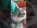 Czas z Gratisem to idealny relaks ❤️ #alpakitotu #wojtkowyje #kotGratis #funnyvideo