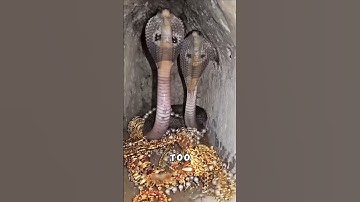 Snake Charmer Secret Finally Exposed