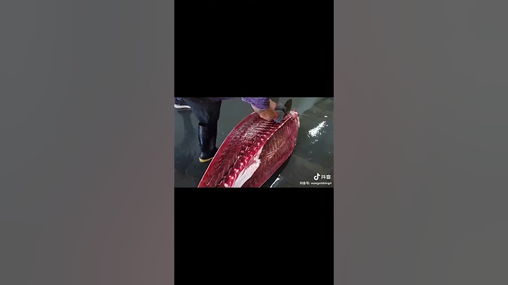 سمكة التونة العنيده... TUNA ✅ ✅ ✅