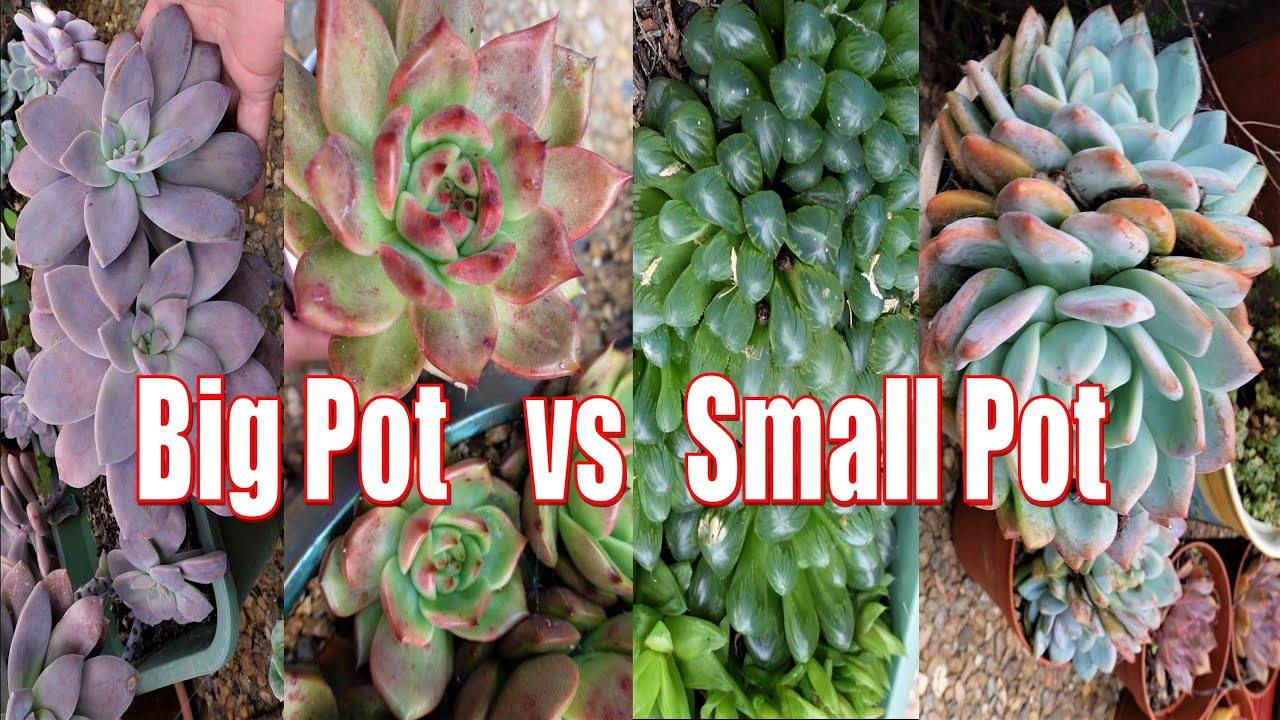 How To Plant Succulents In Small Pots