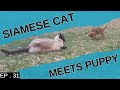 Our Siamese cat meets a tiny puppy (Amazing reactions)