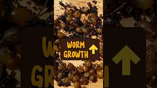 Compost Worm Reproduction #worms #wormfarm #interesting #biology #gardening #animals