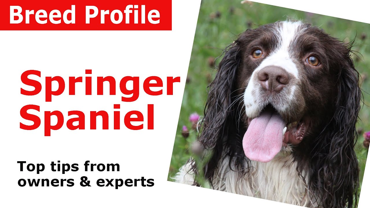 are bananas good for the english springer spaniel