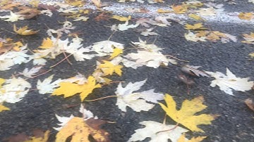WET leaves can be SLICKER than ice (really scary!!)
