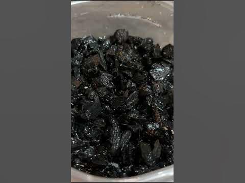 How To Breed Springtails | Endless Supply #shorts #reptiles #