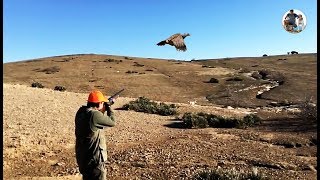 Chasse Perdrix Et Lièvre avec chien d’arrêt - Saison 2017-2018 Chasse Perdrix Et Lièvre avec chien d’arrêt - Saison 2017-2018