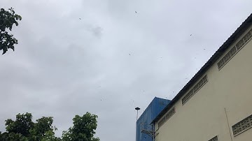 Swiftlet house test smell but NO External sound the birds still Come Path 001 20190805