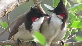 Made for each other : Beautiful Red whiskered bulbuls enjoying their day in my Terrace.#bird #couple screenshot 5