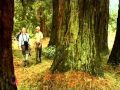 Bosque de Secuoyas - Huescar (Granada)