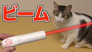 【じゃれ猫】猫の反応が良すぎるオモチャ！【LEDにゃんだろー光線】