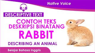 Descriptive Text | Describing an Animal (Rabbit) | Contoh Descriptive Text dan Terjemahnya