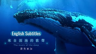 The Music of the Deep- Focus on Tonga_ English Subtitles_來自深海的歌聲Humpback Whales Songs｜EARTHFOCUS_舒夢蘭