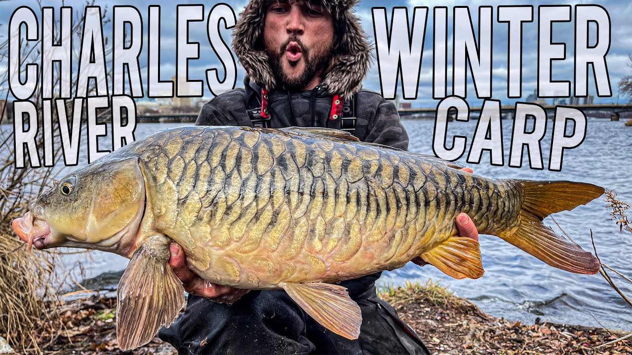 Winter Carp Fishing MADNESS on the Charles River! Mirror, Common, and Ghost  