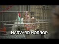 Baby monkeys at harvard are separated from their mothers caged alone and often blinded