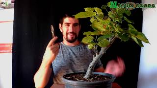 Bonsai Tilo de hoja pequeña TIPS Defoliado y Formación