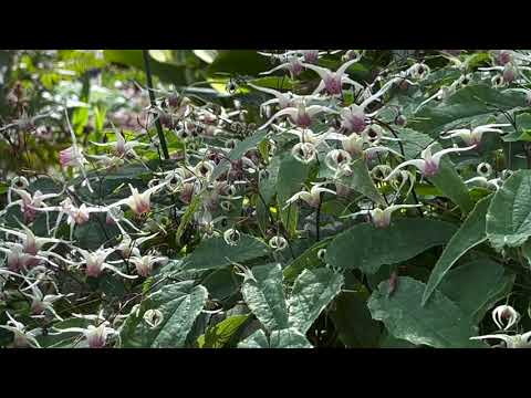 Epimedium Plant Profile