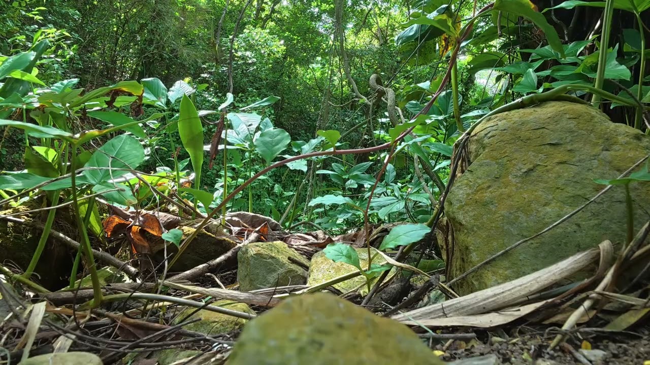 Видео о природе под расслабляющую музыку.