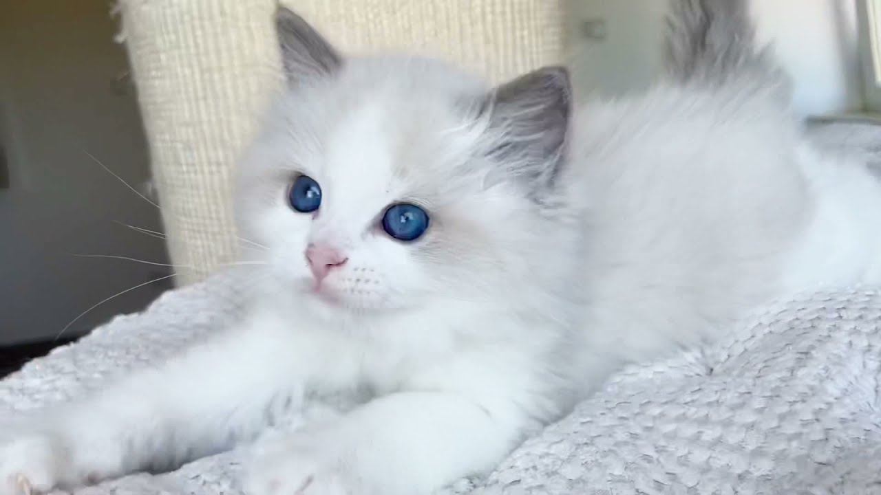 Aquamarinedolls Shania Twain 8 hetes