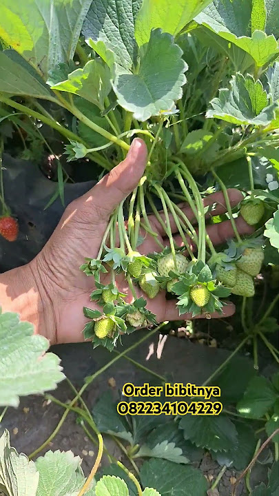 Strawbery manis buah lebat #bibittanamanbuah #strawberry
