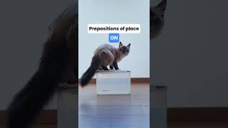 Prepositions of Place in English 🐈📦 | Learn with a Cat
