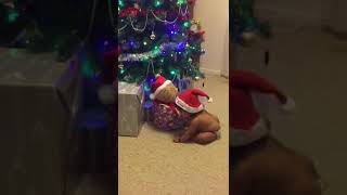 Baby funny video- My first Christmas.