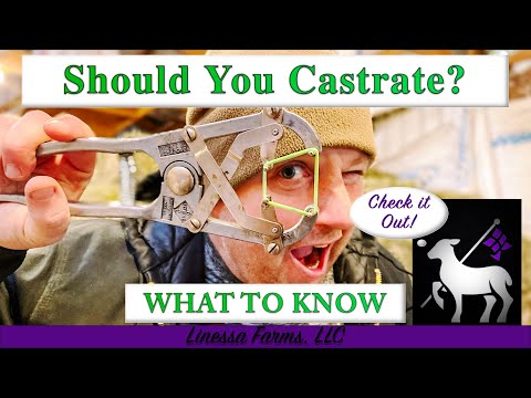 Castration When Why How And Dangers I Sheep And Goats 