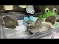 カエルの簡単なメンテナンス方法 イエアメガエル カエルの簡単なメンテナンス方法 イエアメガエル
