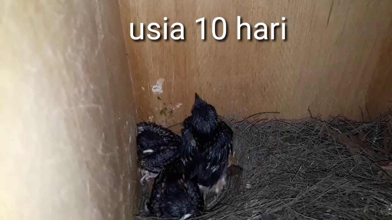 Perkembangan Anakan Murai batu (1 hari sampa 13) hari