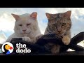 These two feral cats will restore your faith in true love  the dodo cat crazy