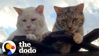 These Two Feral Cats Will Restore Your Faith In True Love | The Dodo Cat Crazy