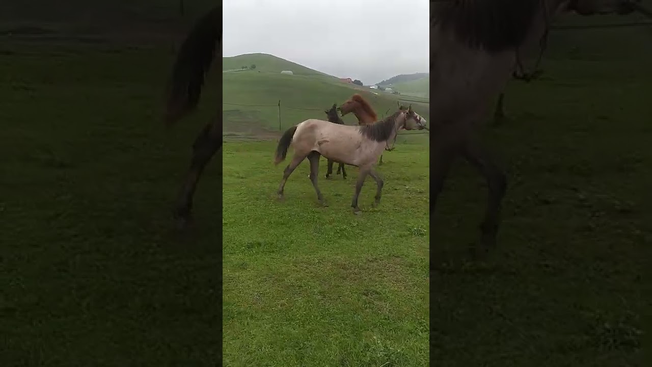 atlamasıyla olanlar oldu o demirin yanına yaklaşma affetmiyor