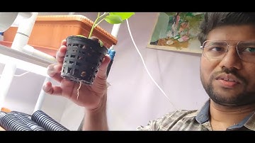 How to transplant plant from soil to hydroponics