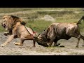 Angry Wildebeest Destroy Lion To Avenge Their Sacrifice Comrades || Animal Planet Discovery 2023