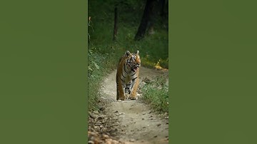 Thumbnail of tiger sounds 🧐